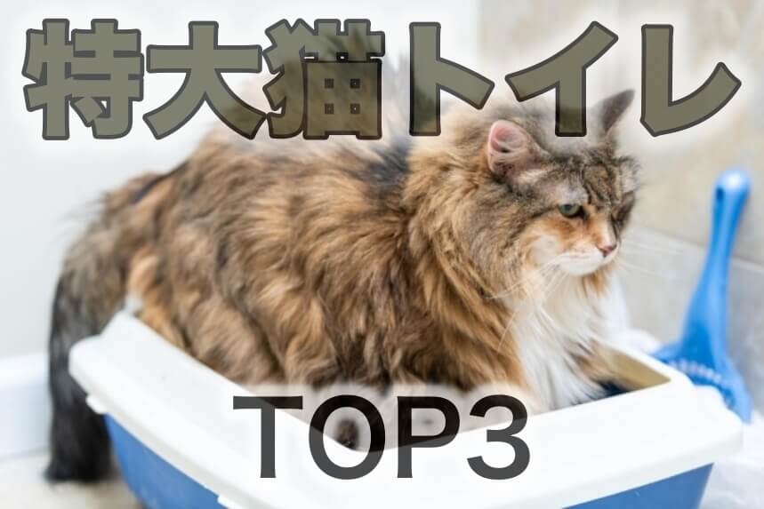 超ジャンボサイズの大型猫トイレ大きさTOP3を調べてみた | 猫砂研究所